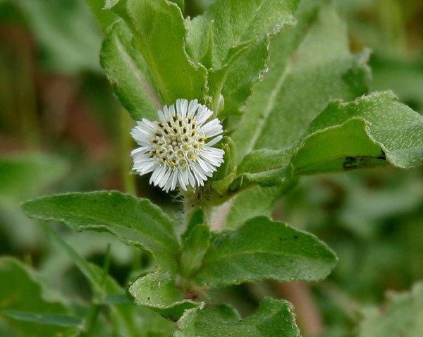 Kehraj (Eclipta prostrata)