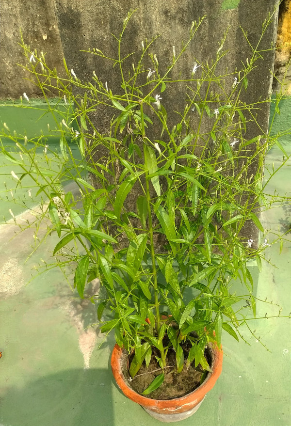 Kalmegh (Andrographis paniculata)