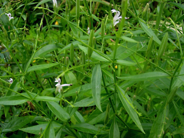 Kalmegh (Andrographis paniculata)