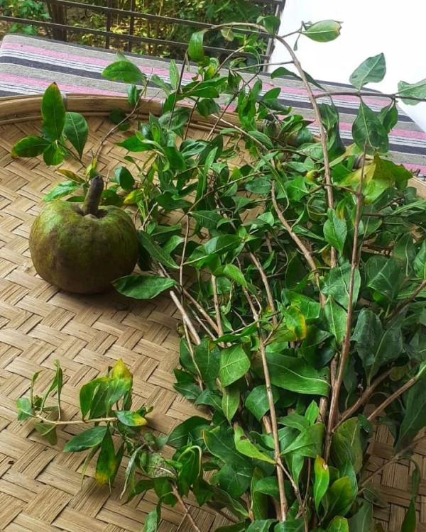 Jetuka (Lawsonia inermis)