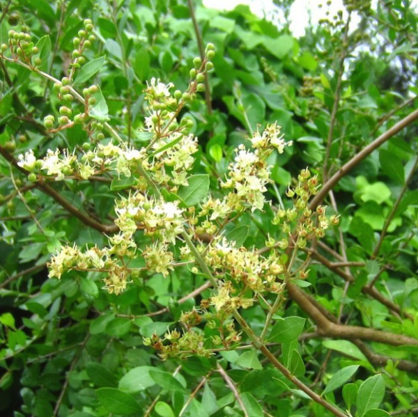 Jetuka (Lawsonia inermis)