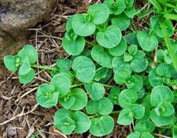 Lai Jabori (Drymaria cordata)