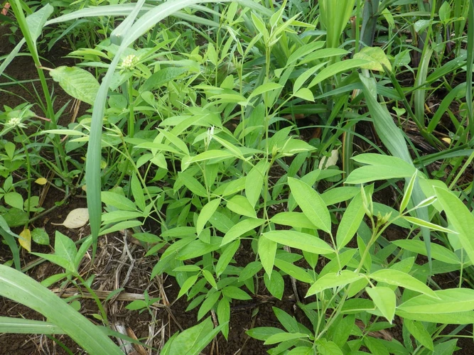 Rahar Mah (Cajanus cajan)