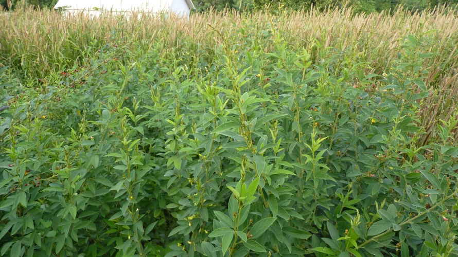 Rahar Mah (Cajanus cajan)