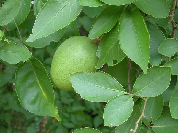 Bel (Aegle marmelos)