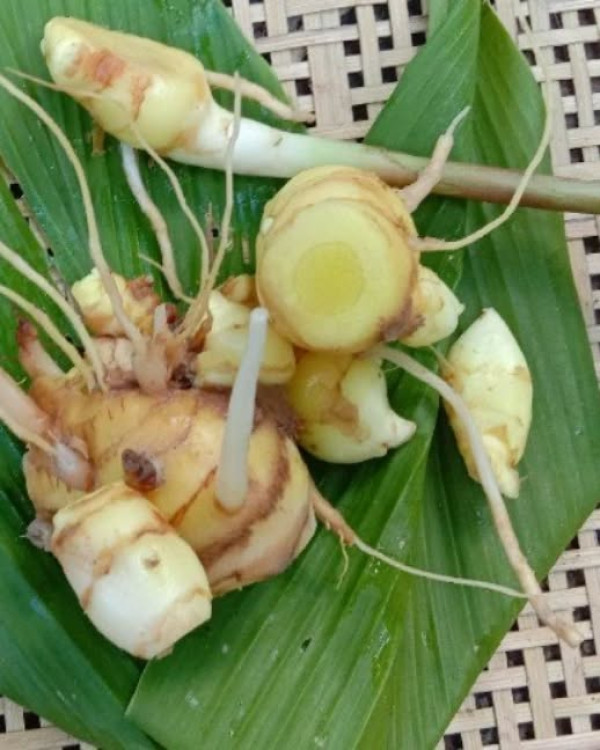 Keturi and Raw Turmeric (Curcuma aromatica and Kecha halodi)