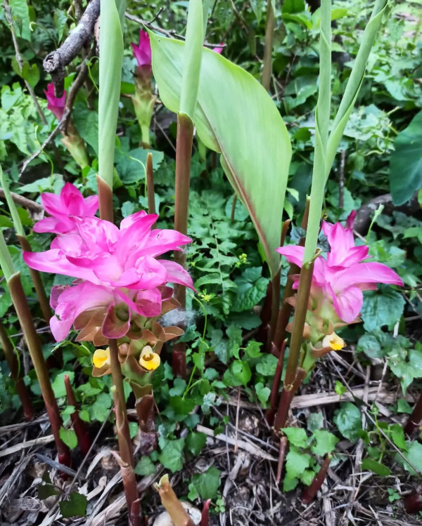 Keturi and Raw Turmeric (Curcuma aromatica and Kecha halodi)