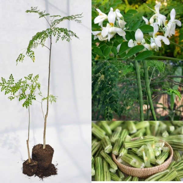 Sajina (Moringa oleifera)