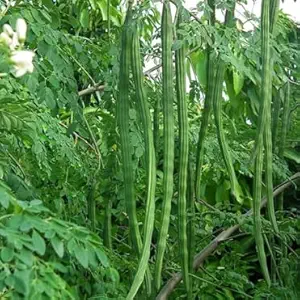 Sajina (Moringa oleifera)