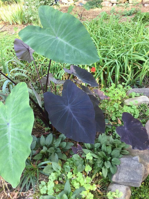 Colocasia esculenta (Kola Kochu) for Swelling