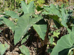 Colocasia esculenta (Kola Kochu) for Swelling