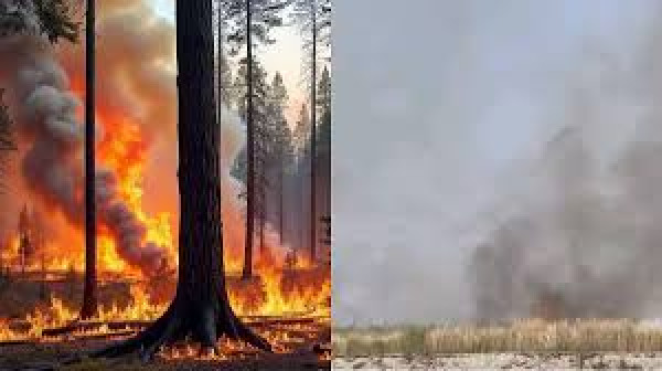 Forest Fires in Assam
