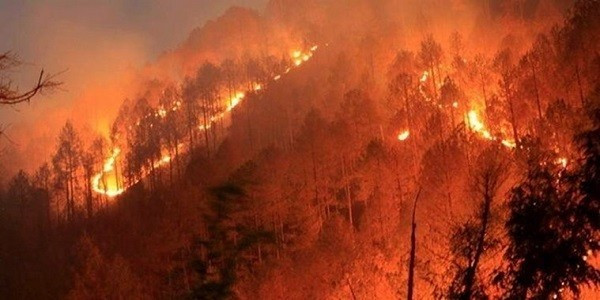 Forest Fires in Assam