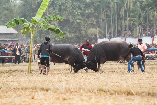 Traditional Assmaese Moh Juj (Buffalo Fight)