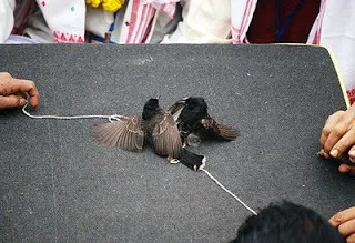 Traditional Assmaese Sorai Juj