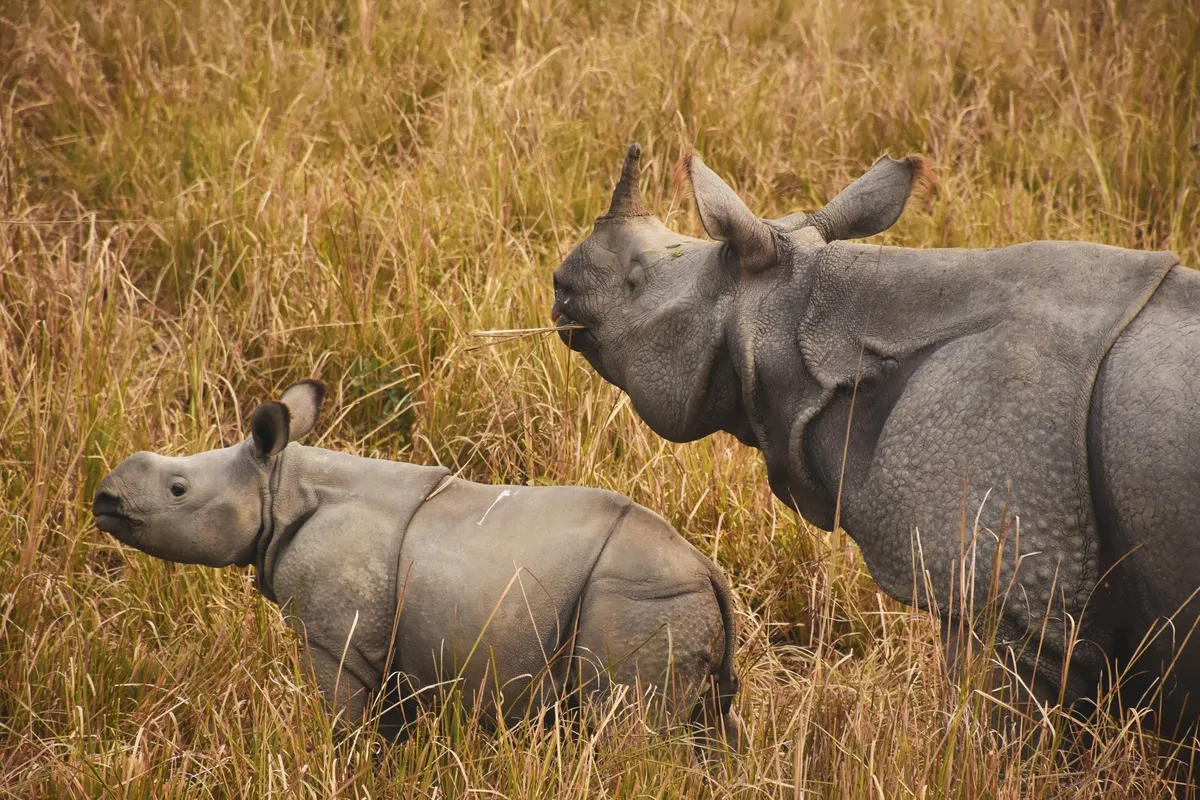 Kaziranga National Park