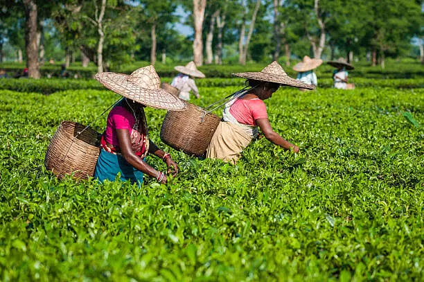 Assam Tea Garden