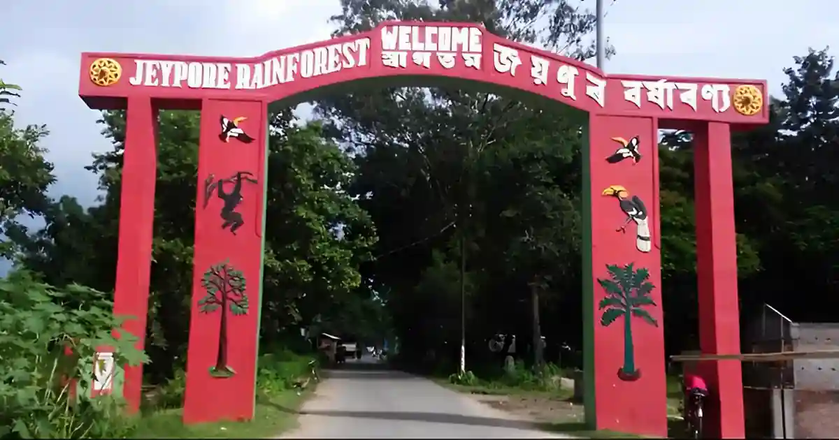 Dihing Patkai rainforest in Assam
