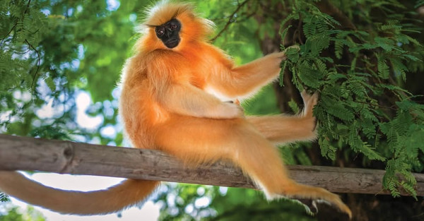 Golden Langur in Assam
