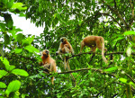 Golden Langur in Assam