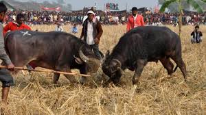 Moh Juj Buffalo Fight In Assamese Culture During Magh Bihu Festival. cultural heritage