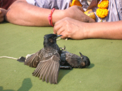 Sorai Juj In Magh Bihu | Traditional Bird Fight Of Assamese Culture culture in Assam