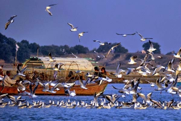 Jatinga Bird Festival Of Assam – The Mysterious Migratory Bird Phenomenon festival