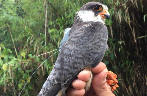 Falcon Festival Dima Hasao – Celebrating The Journey Of Amur Falcons In Assam. festival