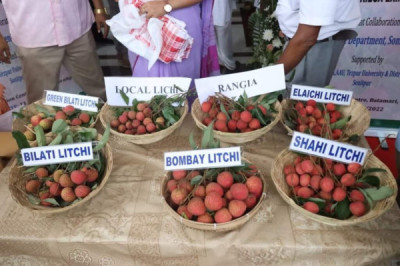Tezpur Litchi Festival – Celebrating The Gi Tagged Pride Of Assam festival in Assam