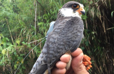 Falcon Festival Dima Hasao – Celebrating The Journey Of Amur Falcons In Assam. festival in Assam