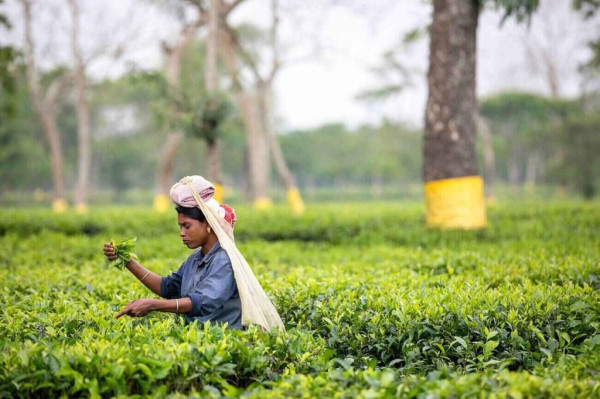 What Are The 10 Oldest Tea Gardens In Assam? — Assam general knowledge article