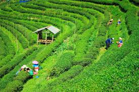 What Are The 10 Most Popular Tea Gardens In Assam? — Assam general knowledge article