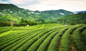 List Of Tea Garden In Assam. — Assam general knowledge article