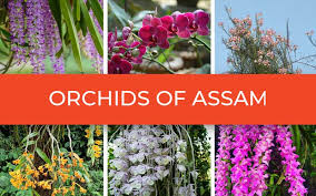 How Many Orchid Species Are Found In Assam And Why Is The State A Major Orchid Hotspot In India? — Assam general knowledge article
