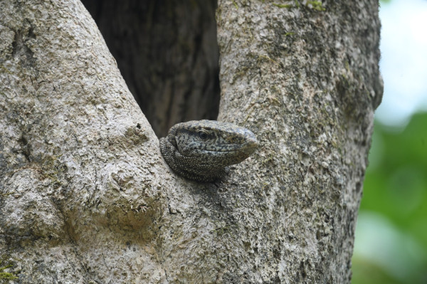 Which Rare And Endangered Species Are Found In Assam And Where Can They Be Seen? — Assam general knowledge article