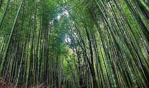 Why Is Bamboo Considered The Backbone Of Assam's Rural Economy? — Assam general knowledge article