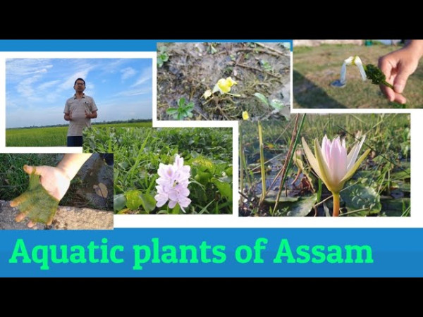 Major Wetlands Of Assam And Important Aquatic Plants Found In Them. — Assam general knowledge article