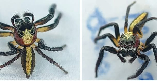 Which Rare Jumping Spider Species Was Discovered For The First Time In India In Assam's Barak Valley? — Assam general knowledge article