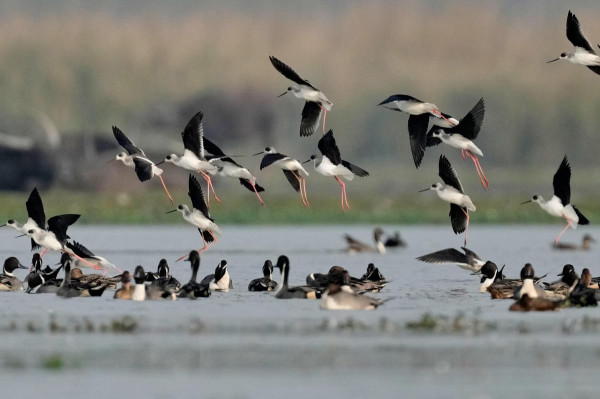 Which Migratory Birds Visit Assam In Winter And Where Can They Be Spotted? — Assam general knowledge article