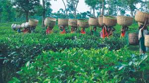 Which Is The Oldest Tea Garden Of Assam? — Assam general knowledge article