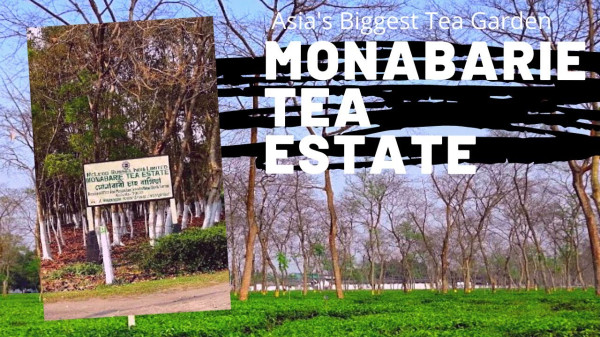 Which Is The Largest Tea Factory In Assam? — Assam general knowledge article