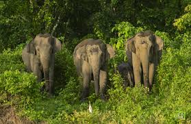 Which Organization Is Recognized As Assam's First Non-profit Biodiversity Conservation And Research Institution? — Assam general knowledge article