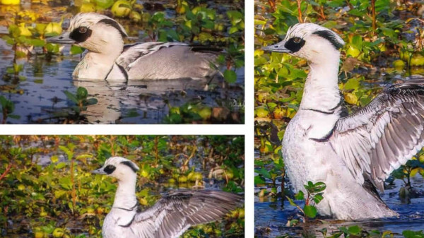 Rare Smew (mergellus Albellus) Recorded For The First Time In Kaziranga National Park During 2026 Waterbird Census. — Assam general knowledge article