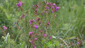 What Is Osbeckia Zubeengargiana And Why Is It Important In Assam's Biodiversity? — Assam general knowledge article