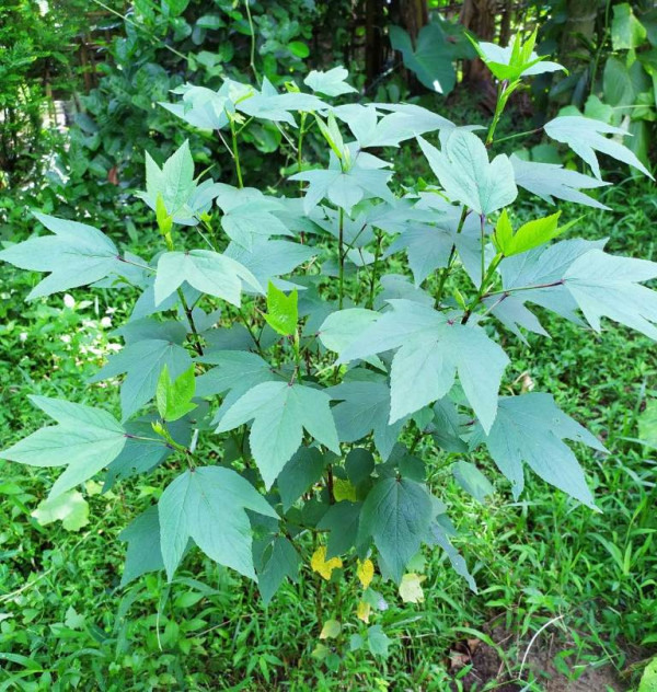 What Is Tengamora Paat In Assam? Health Benefits And Traditional Cooking Methods Explained — Assam general knowledge article