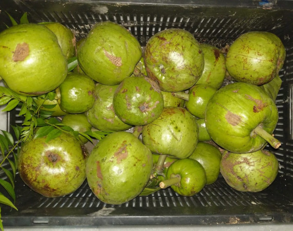 What Is Kuji Thekera In Assam? Health Benefits And Traditional Assamese Cooking Guide — Assam general knowledge article
