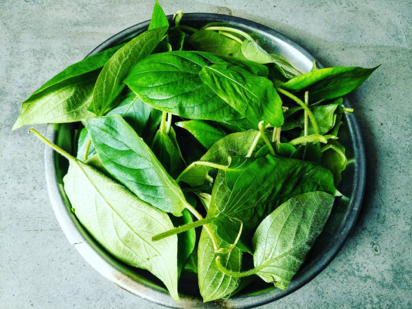 What Is Bhedailota Xaak In Assam? Nutritional Benefits And Traditional Uses Explained — Assam general knowledge article