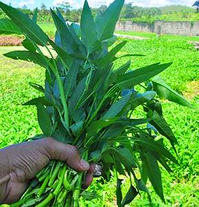 What Is Kolmou Xaak In Assam And Its Nutritional & Culinary Uses? — Assam general knowledge article
