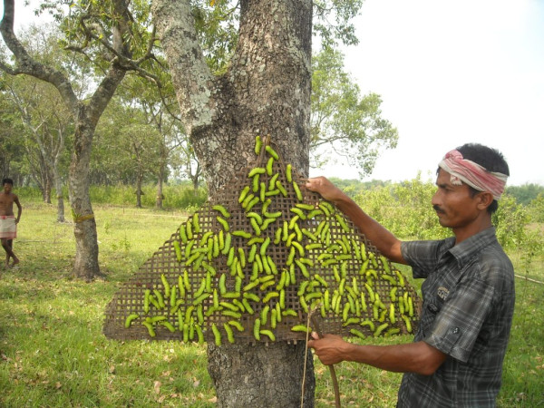 What Is Muga Leta In Assam And Its Role In Muga Silk Production? — Assam general knowledge article