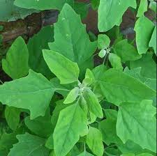 What Is Jhilmil Xaak In Assam And Why Is It Special In Assamese Cuisine And Traditional Remedies? — Assam general knowledge article